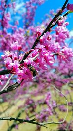 Close-up of pink flowers