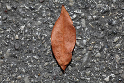 Close-up of autumn leaf on pebbles