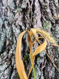 Close-up of yellow flower growing on tree trunk