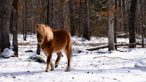 Horse standing on snow covered field