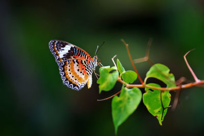 Butterfly on leaf