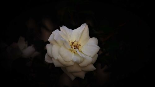 Close-up of flower against black background