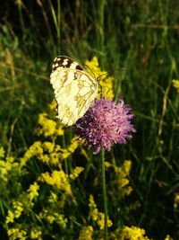 Close-up of butterfly pollinating on thistle