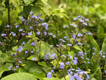 Close-up of flowers blooming outdoors