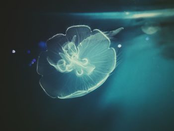 Close-up of jellyfish in sea