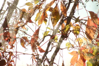 Close-up of flower tree