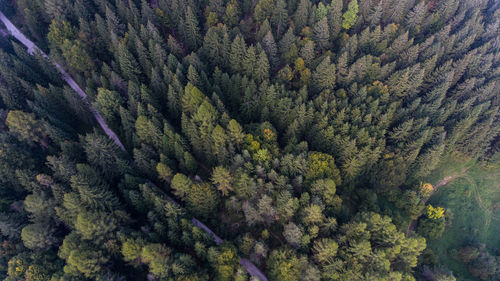 Full frame shot of lush forest