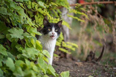 Cat sitting on field