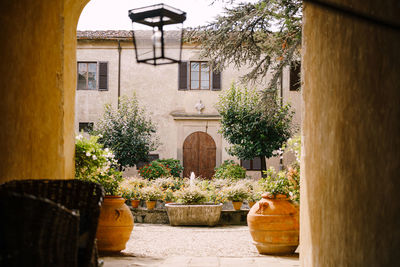 Potted plants on street by building