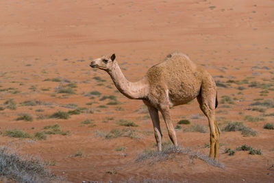 Camel under sand dune on another hot day in the desert of wahiba sands, oman. 