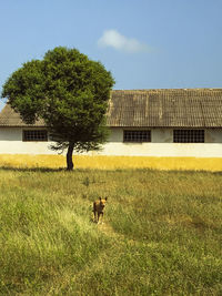 View of a horse on field