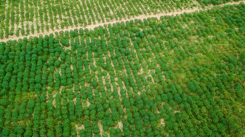 Full frame shot of field