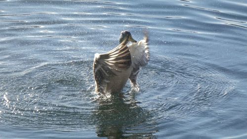 High angle view of horse swimming in lake