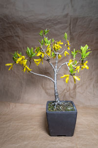 Forsythia flower bonsai tree