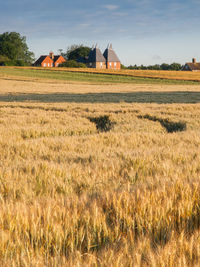 Scenic view of agricultural field against sky