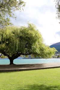 Trees by lake against sky