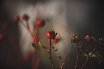 Close-up of red berries on plant