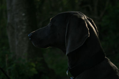 Close-up of a dog looking away