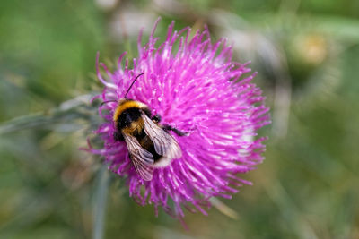 Close-up of bee pollinating on pink flower