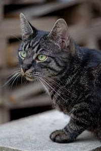 Close-up of a cat looking away