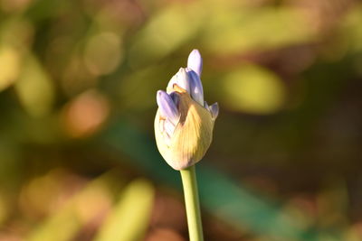 Close-up of flower against blurred background