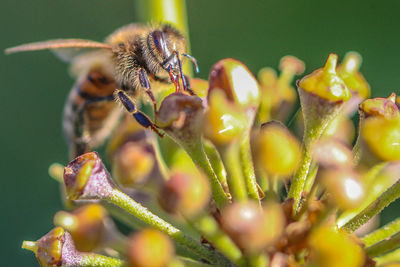 Close-up of honey bee pollinating on fresh flower