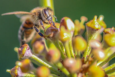 Close-up of honey bee pollinating on flower