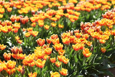 Close-up of orange tulips on field