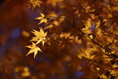 Close-up of maple tree