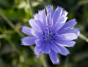 Close-up of purple flower