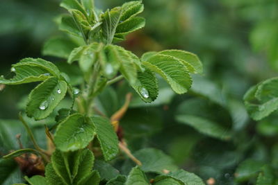 Close-up of leaves on plant