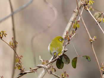 Close-up of bird perching on branch