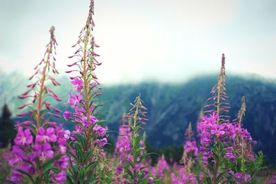 Close-up of pink flowers blooming in park