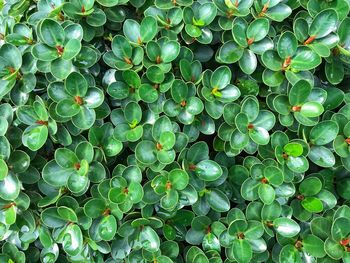 Full frame shot of succulent plant