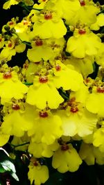 Close-up of yellow flowers