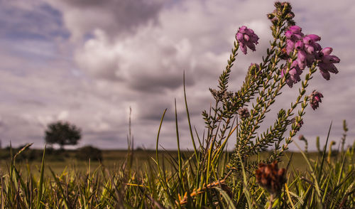 Close-up of flowers growing in field