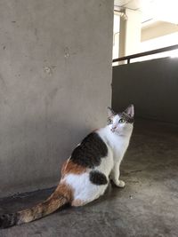 Cat looking away while sitting on floor