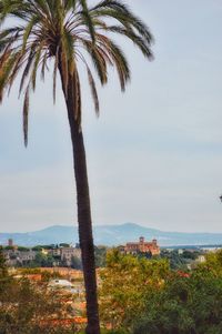 Palm tree by sea against sky