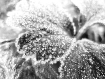 Close-up of frozen plant