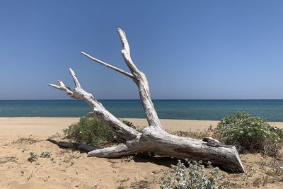 Driftwood on beach against clear sky