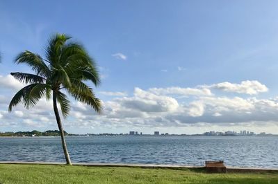 Palm trees on beach against sky