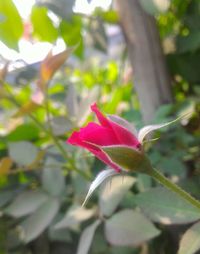 Close-up of pink flowers