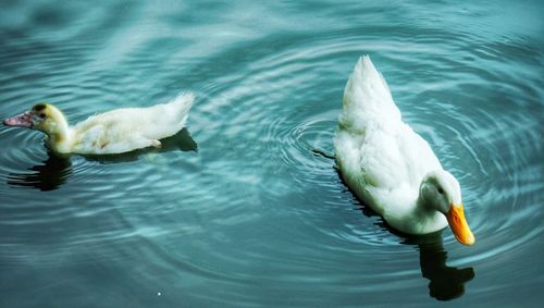 High angle view of swan swimming in lake