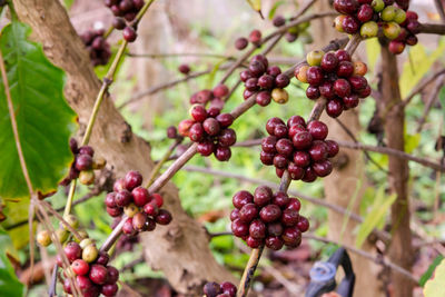 Close-up of cherries growing on tree