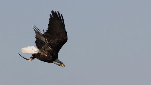 Side view of bald eagle flying against clear sky