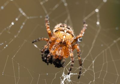 Close-up of spider and web against blurred background