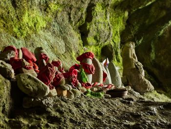 Close-up of red flowers on rock