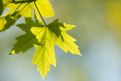 Close-up of yellow maple leaves