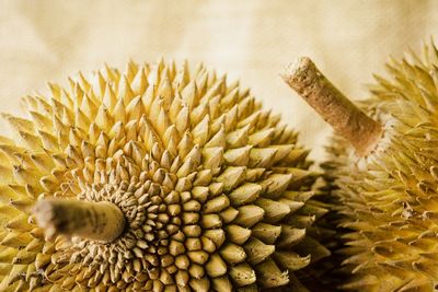 Close-up of dried flower on plant