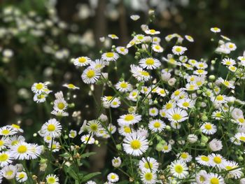 Close-up of yellow flowers blooming outdoors